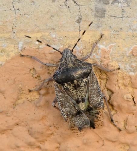 Rhaphigaster nebulosa